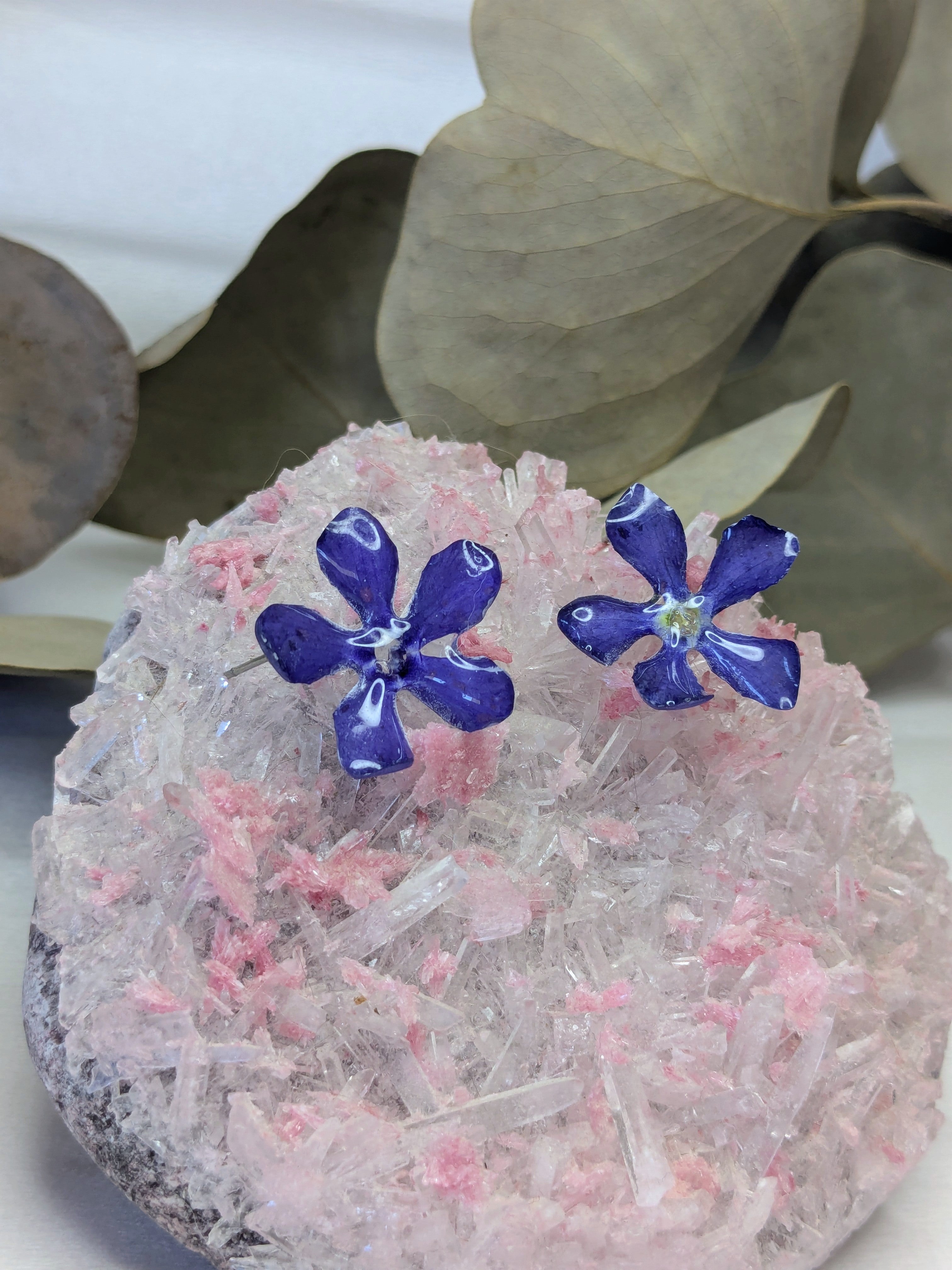 Puces d'oreilles Pervenches